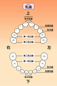 お子さまの歯を守るために
